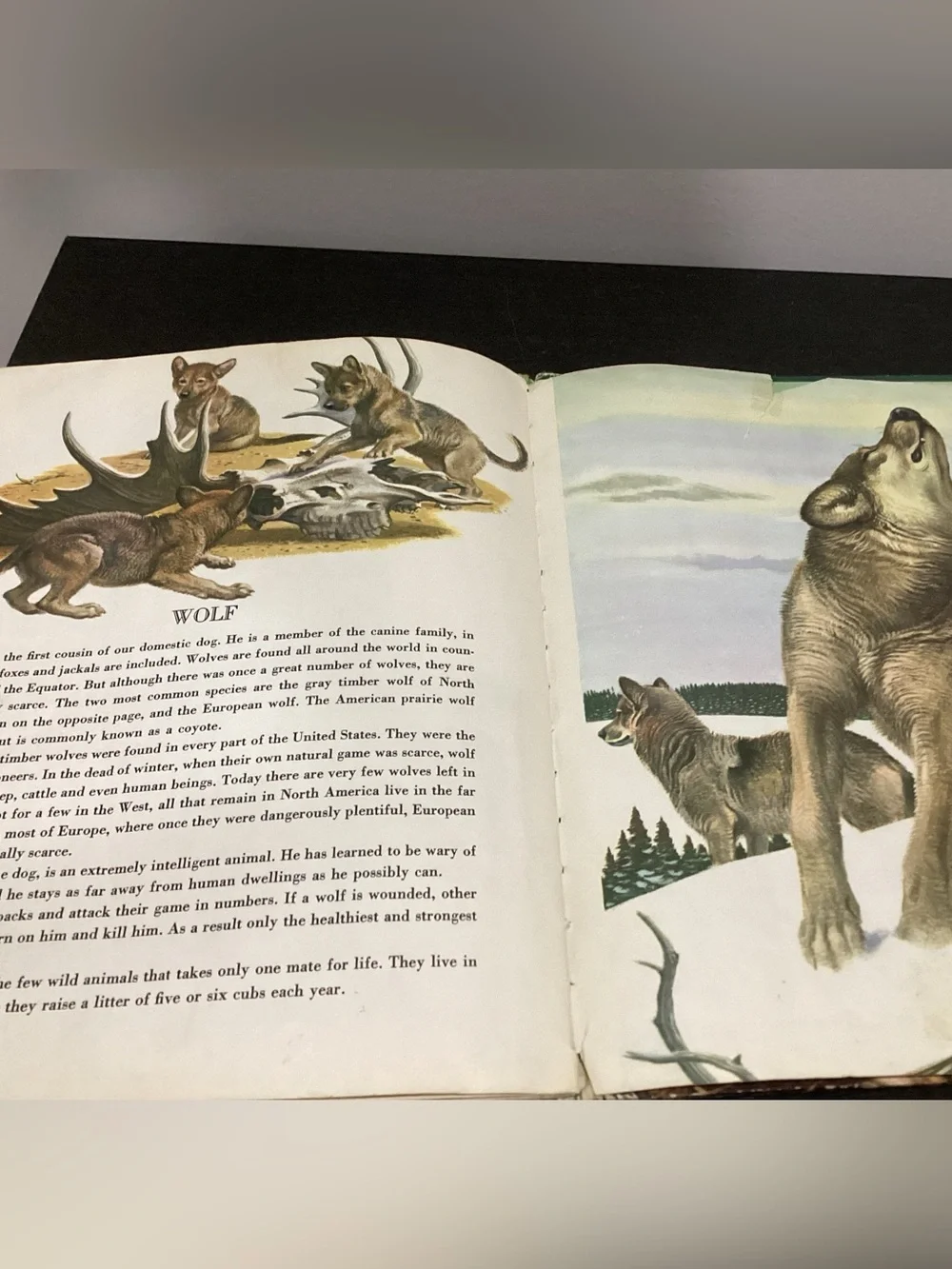 Vtg.Children’s Hardcover book Titled The Big Book of Wild Animals by Felix Sutto
